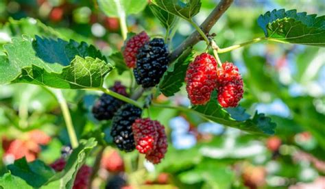 where to buy mulberry fruit.